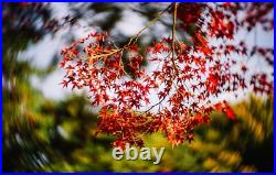 Vintage HELIOS 44-2 58mm Lens with Bokeh & Flare M42 Mount Petzval Effect Vintage HELIOS 44-2 58mm Lens with Bokeh & Flare M42 Mount Petzval Effect