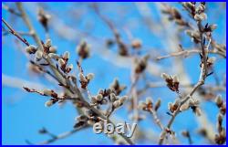 Vintage Tele lens Jupiter-21M F4/200 M42 portrait telephoto